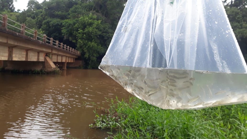 Prefeitura e CODEMAS realizam ação para repovoar rios com peixes nativos 